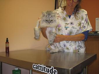 Product - Feline Fabulous in Plaza Midwood / Near CPCC - Charlotte, NC Pet Care Services