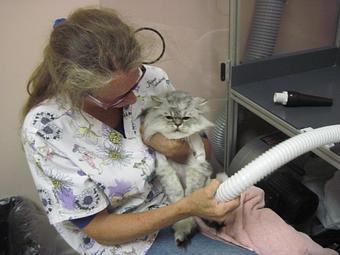 Product: Kitty Blow Dry - Feline Fabulous in Plaza Midwood / Near CPCC - Charlotte, NC Pet Care Services