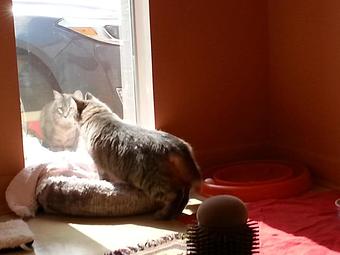 Product - Feline Fabulous in Plaza Midwood / Near CPCC - Charlotte, NC Pet Care Services