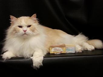 Product - Feline Fabulous in Plaza Midwood / Near CPCC - Charlotte, NC Pet Care Services