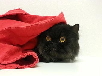 Product - Feline Fabulous in Plaza Midwood / Near CPCC - Charlotte, NC Pet Care Services