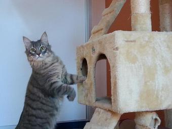 Product - Feline Fabulous in Plaza Midwood / Near CPCC - Charlotte, NC Pet Care Services