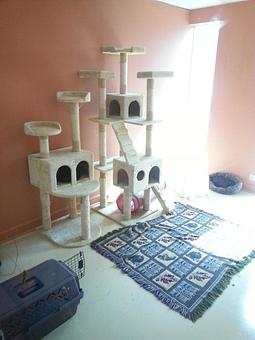 Product - Feline Fabulous in Plaza Midwood / Near CPCC - Charlotte, NC Pet Care Services