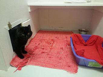 Product - Feline Fabulous in Plaza Midwood / Near CPCC - Charlotte, NC Pet Care Services