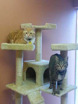 Product - Feline Fabulous in Plaza Midwood / Near CPCC - Charlotte, NC Pet Care Services