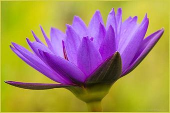 Product - Floating Petals, in Wilton, CT Shopping & Shopping Services