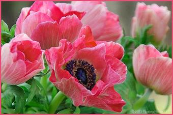 Product - Floating Petals, in Wilton, CT Shopping & Shopping Services