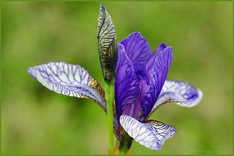 Product - Floating Petals, in Wilton, CT Shopping & Shopping Services