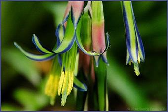 Product - Floating Petals, in Wilton, CT Shopping & Shopping Services