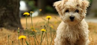 Product - Flying Fur Mobile Dog & Cat Grooming Service in Township of Washington, NJ Pet Boarding & Grooming