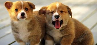 Product - Flying Fur Mobile Dog & Cat Grooming Service in Township of Washington, NJ Pet Boarding & Grooming