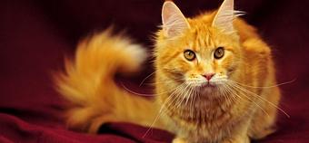 Product - Flying Fur Mobile Dog & Cat Grooming Service in Township of Washington, NJ Pet Boarding & Grooming