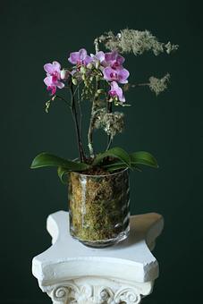 Product - Forevermark Flowers in Newton, MA Florists