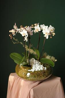 Product - Forevermark Flowers in Newton, MA Florists