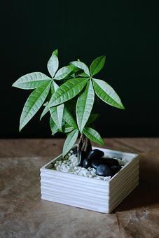 Product - Forevermark Flowers in Newton, MA Florists