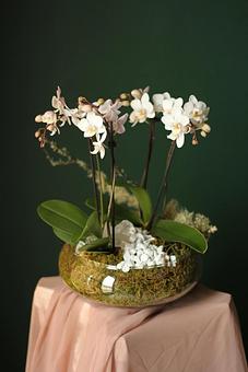 Product - Forevermark Flowers in Newton, MA Florists