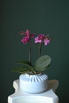 Product - Forevermark Flowers in Newton, MA Florists