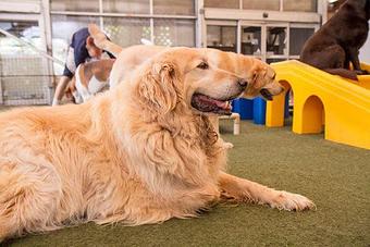 Product - Four Paws Doggie Daycare in Morrisville, PA Pet Boarding & Grooming