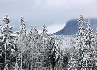 Product - Foxtale Studio in Orleans, VT Misc Photographers