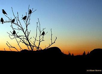 Product - Foxtale Studio in Orleans, VT Misc Photographers
