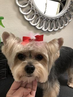 Product - Friend & Companion Pet Grooming and Teaching Academy in Houston, TX Pet Boarding & Grooming