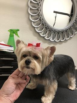 Product - Friend & Companion Pet Grooming and Teaching Academy in Houston, TX Pet Boarding & Grooming