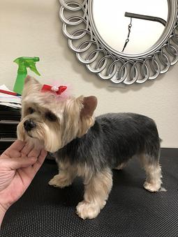 Product - Friend & Companion Pet Grooming and Teaching Academy in Houston, TX Pet Boarding & Grooming