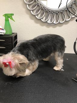 Product - Friend & Companion Pet Grooming and Teaching Academy in Houston, TX Pet Boarding & Grooming