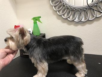 Product - Friend & Companion Pet Grooming and Teaching Academy in Houston, TX Pet Boarding & Grooming