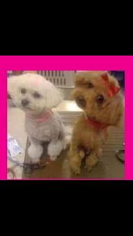 Product - Friend & Companion Pet Grooming and Teaching Academy in Houston, TX Pet Boarding & Grooming