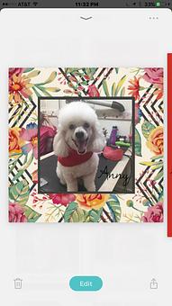 Product - Friend & Companion Pet Grooming and Teaching Academy in Houston, TX Pet Boarding & Grooming