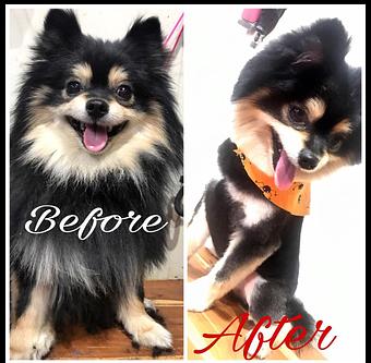 Product - Friend & Companion Pet Grooming and Teaching Academy in Houston, TX Pet Boarding & Grooming