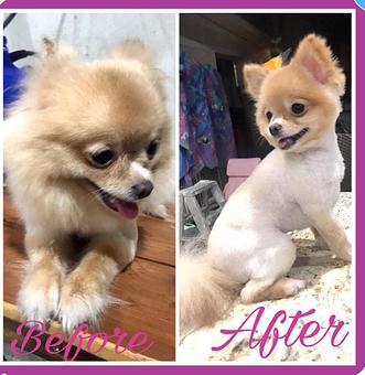 Product - Friend & Companion Pet Grooming and Teaching Academy in Houston, TX Pet Boarding & Grooming