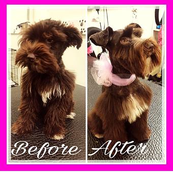 Product - Friend & Companion Pet Grooming and Teaching Academy in Houston, TX Pet Boarding & Grooming