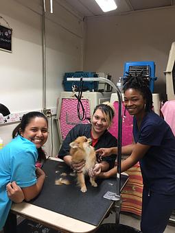 Product - Friend & Companion Pet Grooming and Teaching Academy in Houston, TX Pet Boarding & Grooming