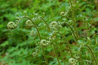 Product - Fully Alive in San Anselmo, CA Health & Medical