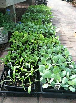 Product - Gardner's Landscape Nursery in Chester Springs, PA Landscape Contractors & Designers