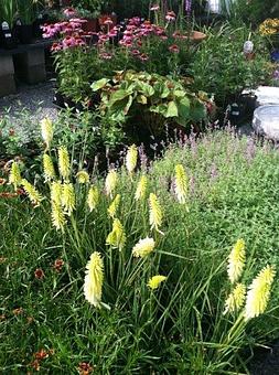 Product - Gardner's Landscape Nursery in Chester Springs, PA Landscape Contractors & Designers