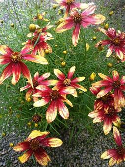 Product - Gardner's Landscape Nursery in Chester Springs, PA Landscape Contractors & Designers