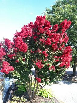 Product - Gardner's Landscape Nursery in Chester Springs, PA Landscape Contractors & Designers