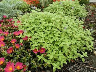 Product - Gardner's Landscape Nursery in Chester Springs, PA Landscape Contractors & Designers