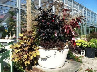 Product - Gardner's Landscape Nursery in Chester Springs, PA Landscape Contractors & Designers