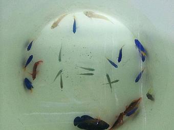 Product - Gateway Aquatics in Saint Louis, MO Pet Care Services