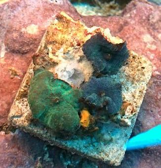 Product - Gateway Aquatics in Saint Louis, MO Pet Care Services