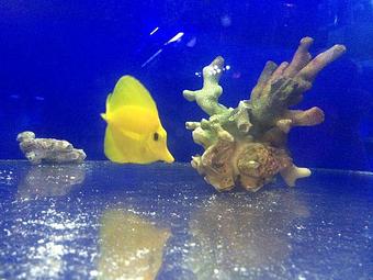 Product - Gateway Aquatics in Saint Louis, MO Pet Care Services