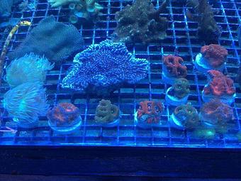 Product - Gateway Aquatics in Saint Louis, MO Pet Care Services