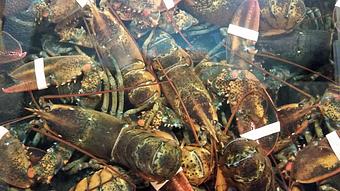 Product: Pick your own lobster, straight from the Live tank at Geddy's! - Geddy's in Downtown Bar Harbor, just steps from the town pier. - Bar Harbor, ME American Restaurants