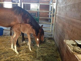 Product - Gentle Hoofbeats in Dewitt, MI Dentists