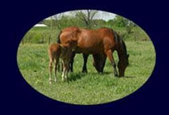 Product - Gentle Hoofbeats in Dewitt, MI Dentists