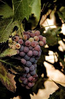 Product - Gentry Studio in Fallbrook, CA Misc Photographers